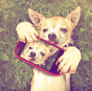 a cute chihuahua in the grass taking a selfie on a cell phone done with a vintage retro instagram filter