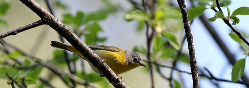 A Nashville Warbler perched on a branch in Eastern Washington