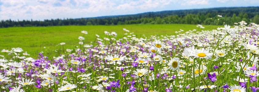 Spring Blooms in WI