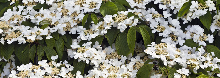 vermont flowers
