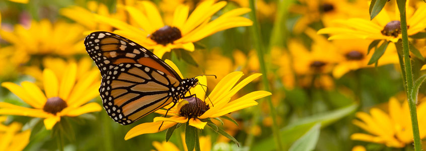 Butterfly in WI field of flowers Butterfly in WI field of flowers