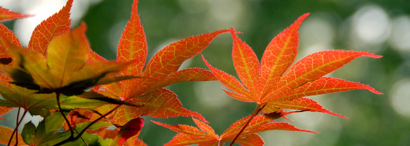 Autumn Background Autumn Background