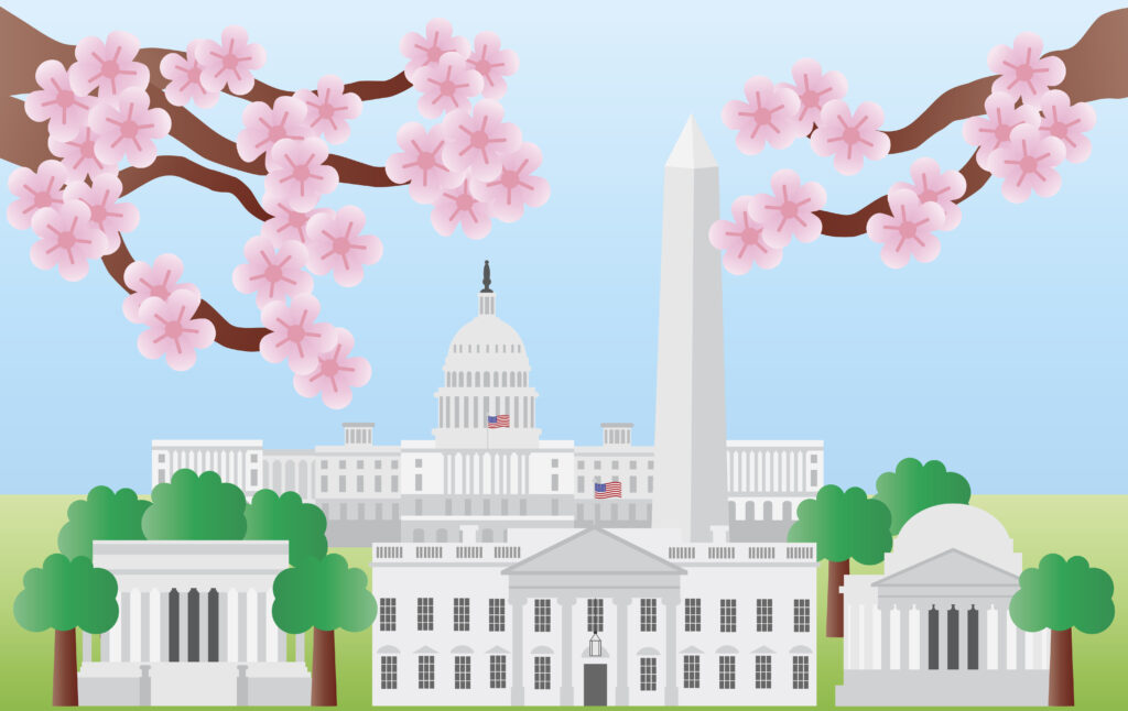 Washington DC US Capitol Building Monument Jefferson and Lincoln Memorial with Cherry Blossoms Illustration