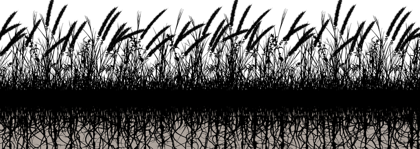 grassroots grassroots