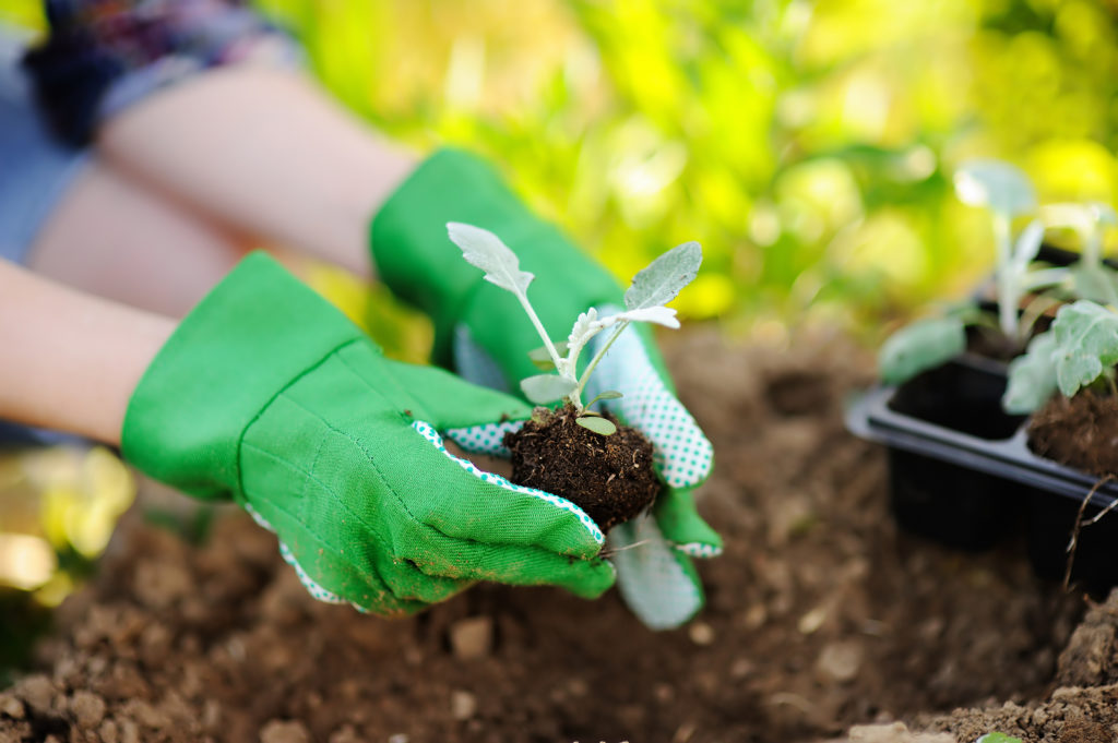 Woman Planting Seedlings In Bed In The Garden At Summer Sunny Da Woman planting seedlings in bed in the garden at summer sunny day. Gardener hands with young plant. Garden tools, gloves and sprouts close-up