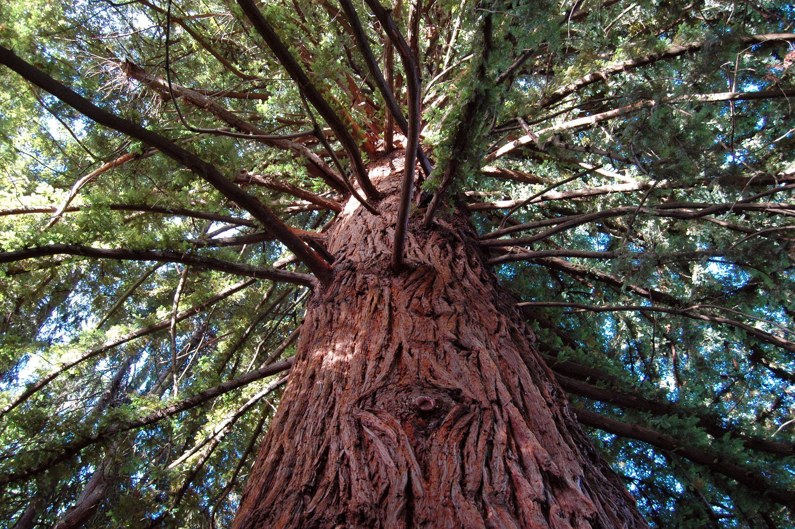 Big Redwood Tree A big redwood tree stands tall in Olympia, Washington.