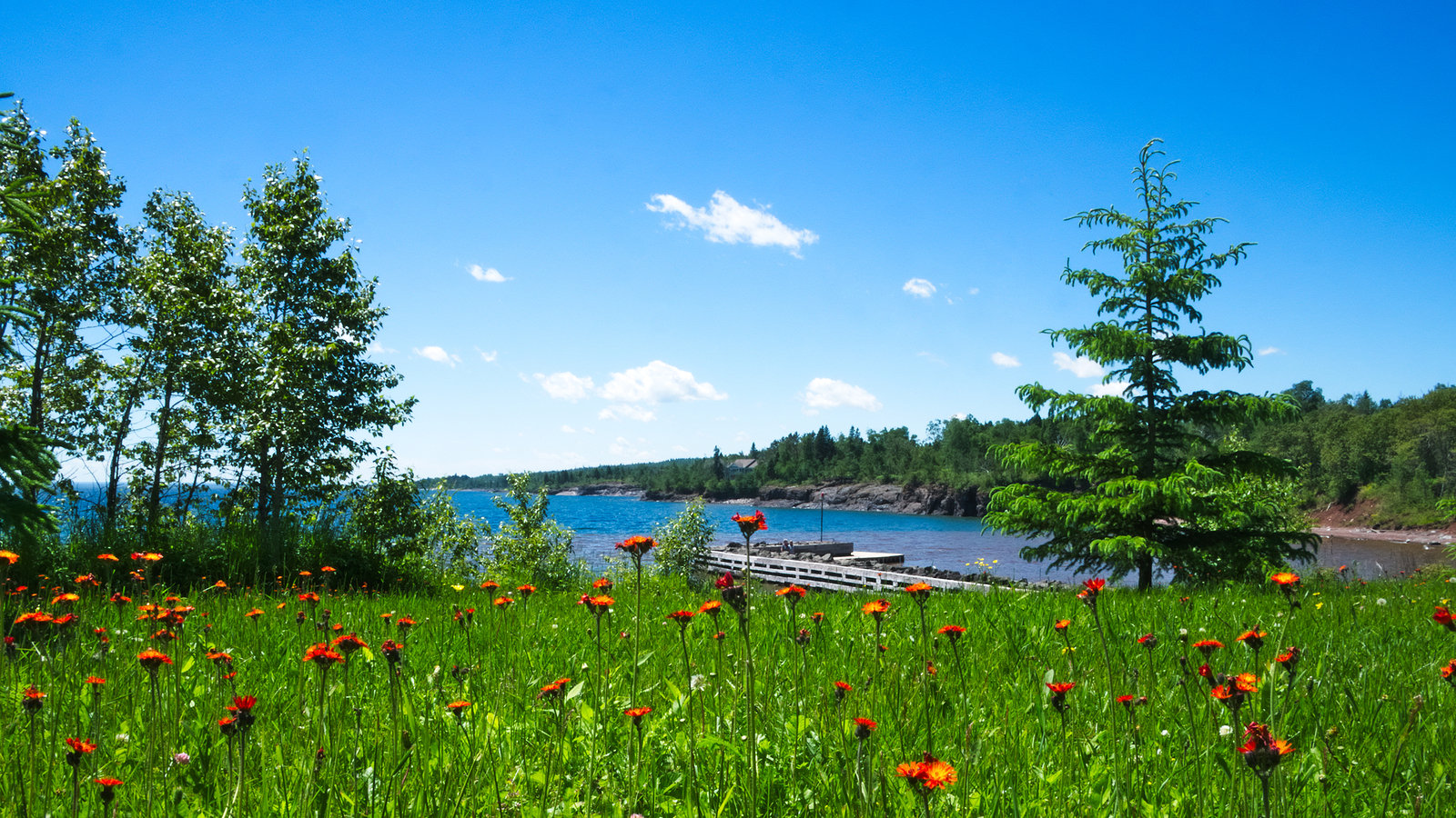 Beautiful wild flowers growing near the north shore of Lake Superior in Minnesota on a sunny day.