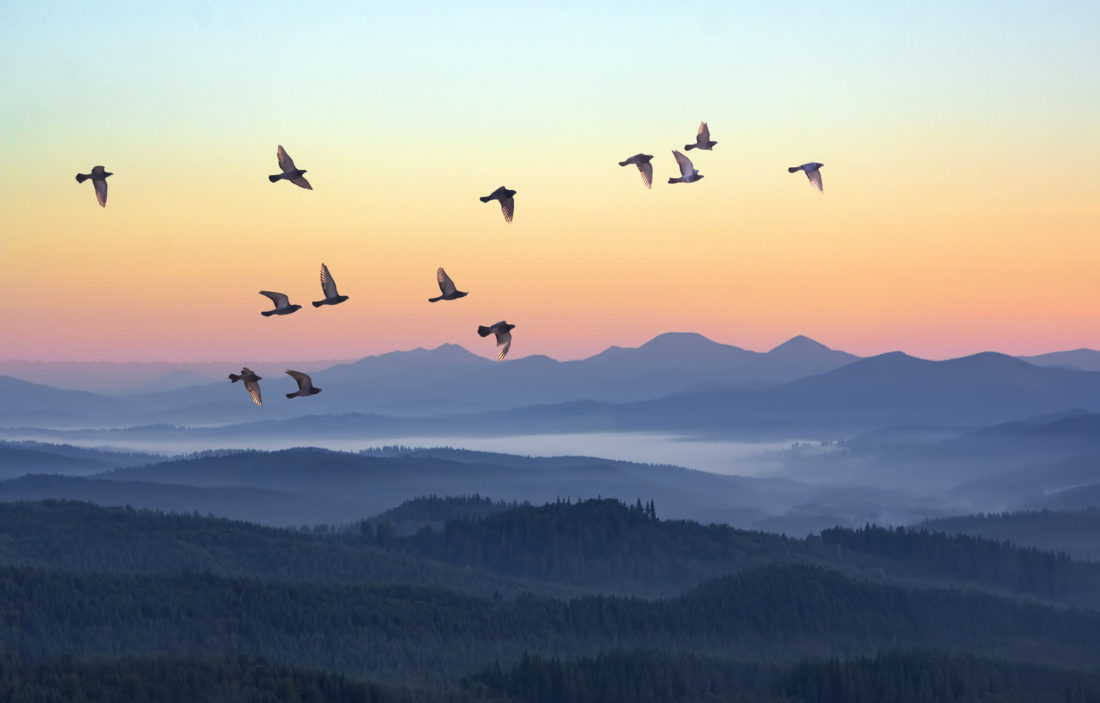 Foggy Morning In The Mountains With Flying Birds Over Silhouette Foggy morning in the mountains with flying birds over silhouettes of hills. Serenity sunrise with soft sunlight and layers of haze. Mountain landscape with mist in woodland in pastel colors