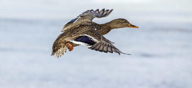 Duck. Mallard Duck On Fight. Natural Scene From State Park In Wi Duck. Mallard duck on fight. Natural scene from state park in Wisconsin
