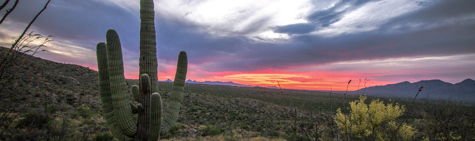 Tucson Arizona Sunset Landscape. Saguaro cactus, cholla and Octotillo cactus in the Sonoran desert at Saguaro National Park in Tucson Arizona